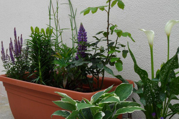 nursery-bedding-plants
