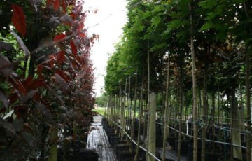 Extensive range of trees and hedging, native specimens a speciality. A wide range of Shrubs are propagated and grown locally.