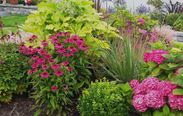 University of Galway Wildflowers